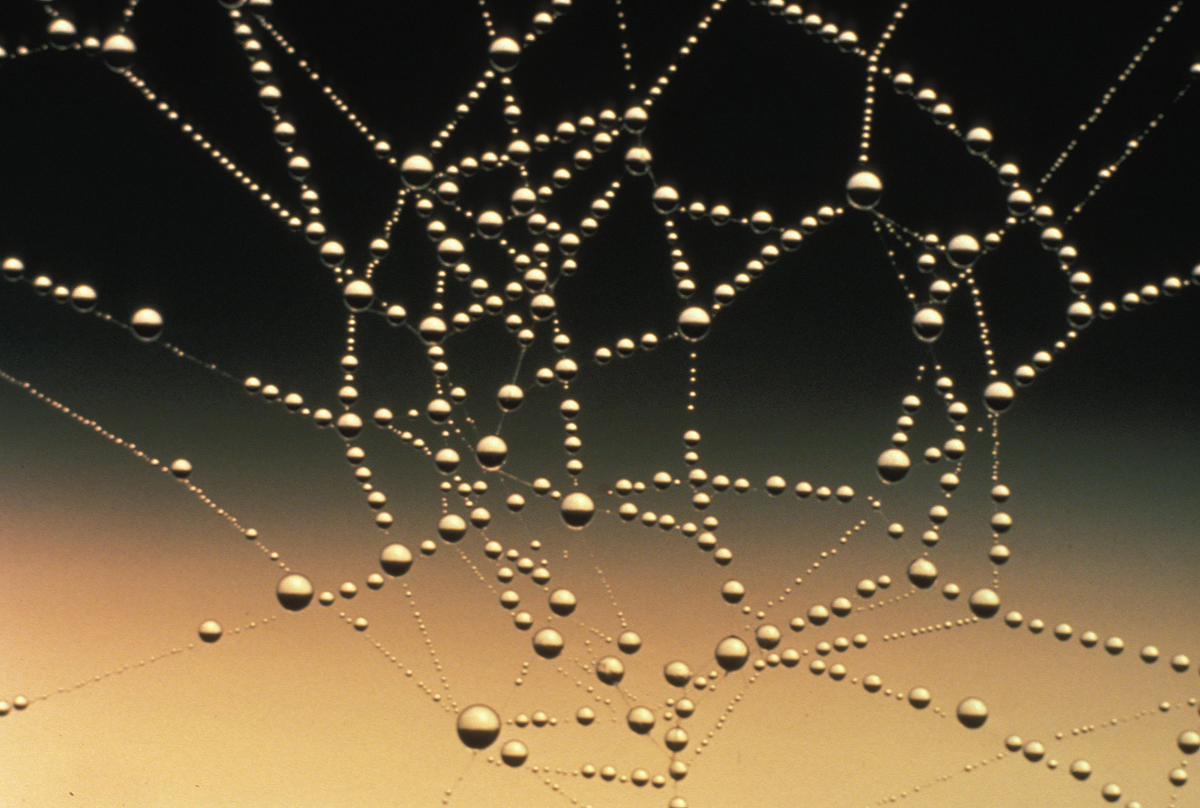 water_drops_on_spider_web.jpg